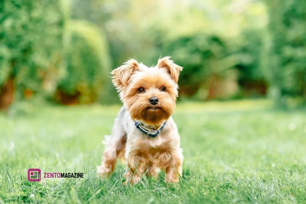 small dog breeds small dog breeds